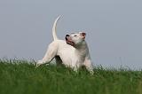 DOGUE ARGENTIN 360